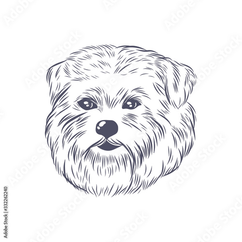Norfolk terrier head vector sketch. Dog face isolated on white background.