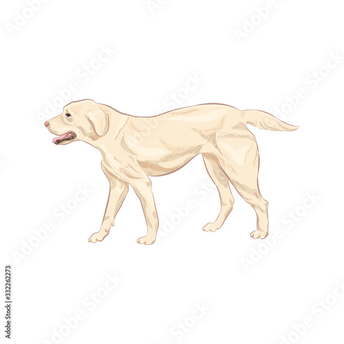 Labrador dog standing in white background. Labrador retriever pet vector illustration.