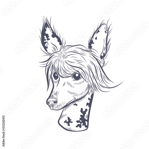 Chinese crested dog hand drawn vector sketch. Chinese crested dog head on white background. photo