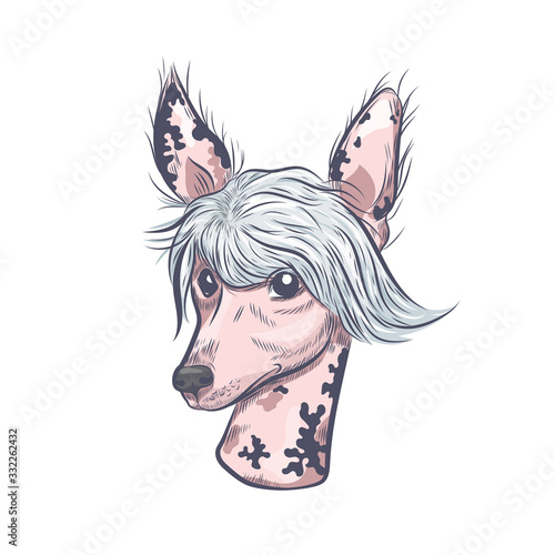 Chinese crested dog hand drawn vector sketch. Chinese crested dog head isolated on white background.