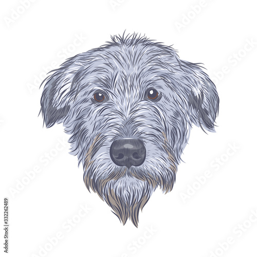 Irish wolfhound dog head isolated on white background. Wolfhound face vector sketch.