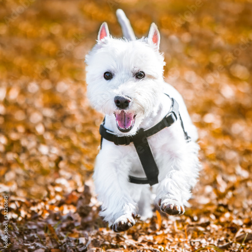 West Highland White Terrier dog is running