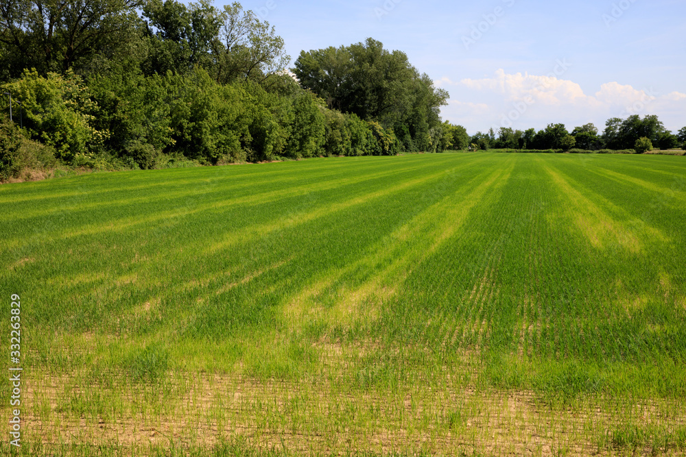 Pavia (PV), Italy - June 09, 2018: Rice field near Pavia, Pavia, Lombardy, Italy