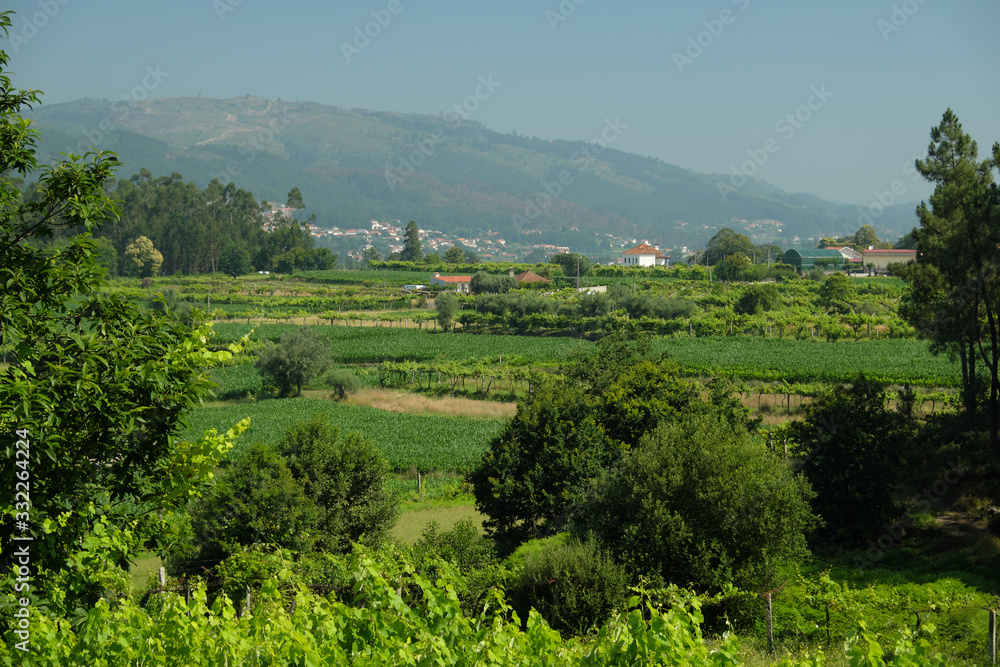 Viñedos de vino verde y maizales en la región portuguesa del Minho en el Camino de Santiago Portugués.