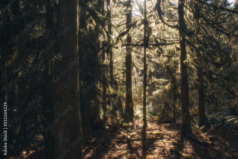 Fototapeta premium forest sunshine glow