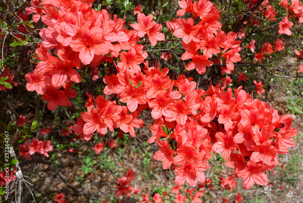 Early spring blooming red azalea.