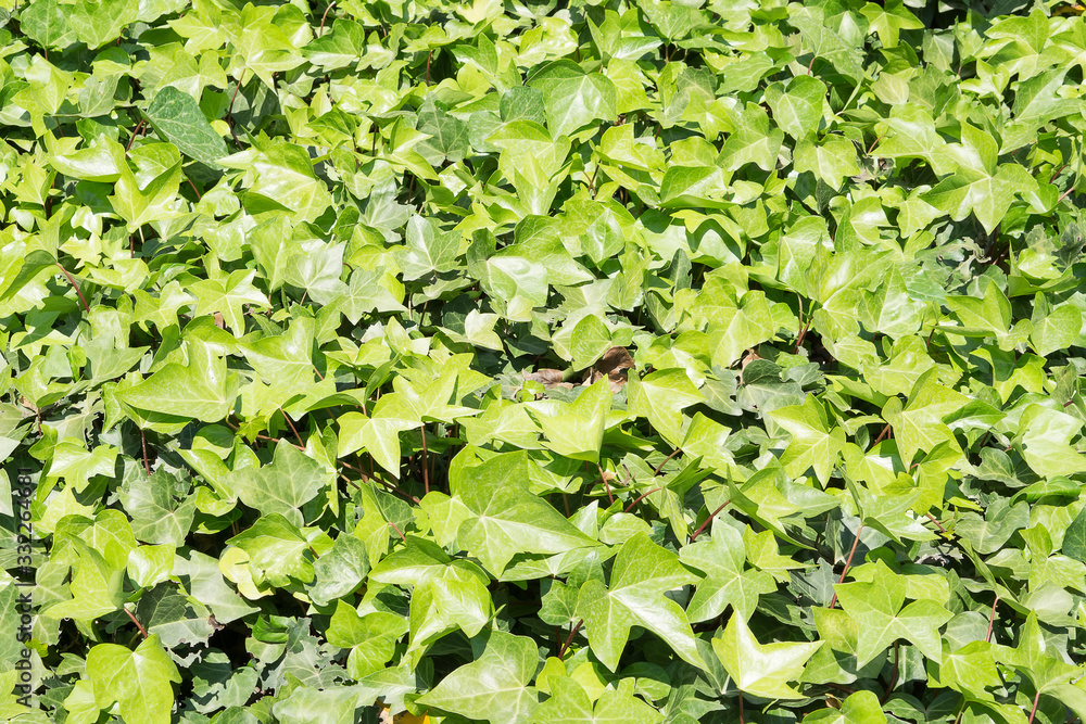 Clouse up creeping ivy background Clouse up creeping ivy background