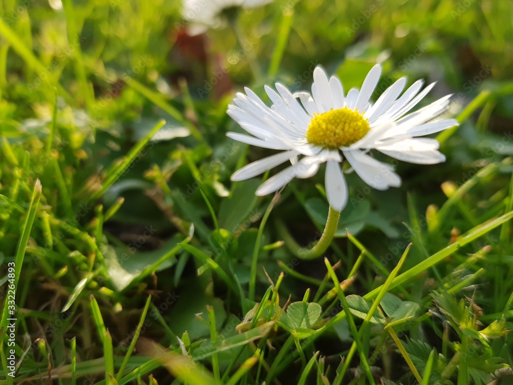 sommer sommer