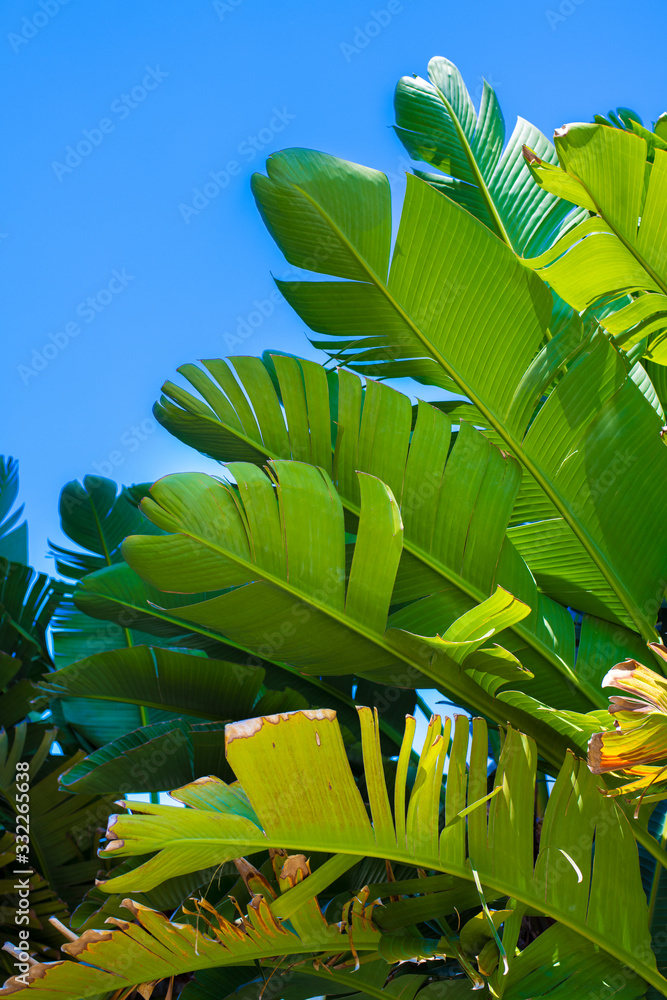 Obraz premium Aloe Vera Close Up Leaves Bush
