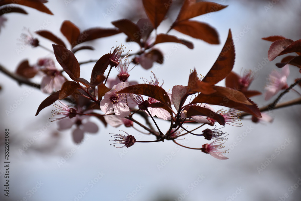 Pink blooming cherry blossoms with brown leaves Pink blooming cherry blossoms with brown leaves