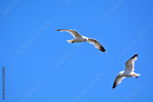 A seagull flying in blue sky.  © Boris