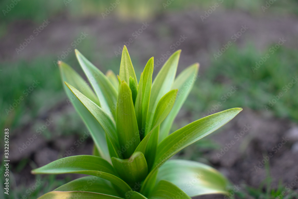Fototapeta premium flower plant green closeup spring
