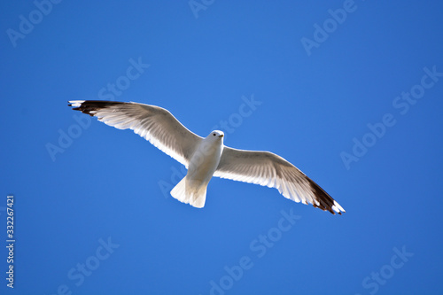 A seagull flying in blue sky. 
