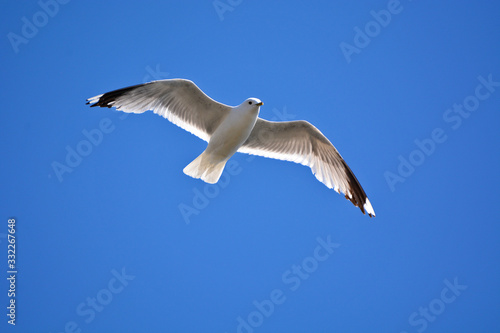 A seagull flying in blue sky. 