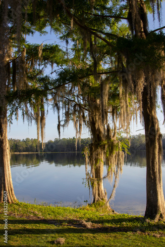 Cypress trees draped with Spanish Moss at sunrise Lake Henderson, Inverness, FL