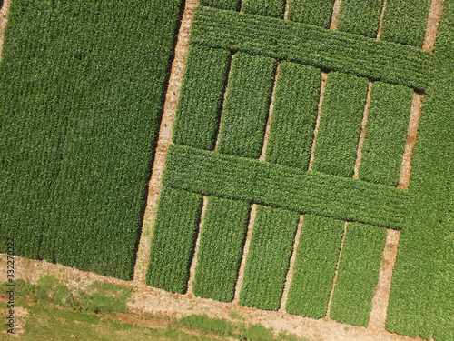 Aerial image of an experimental soybean area with several plots