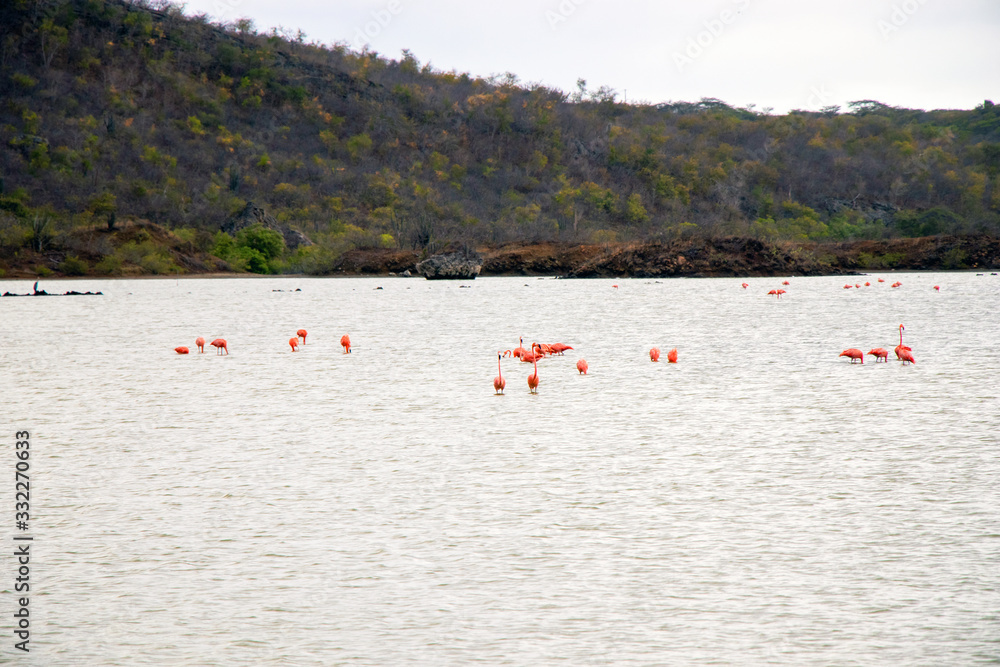 pink flamingos in the water on Curacao