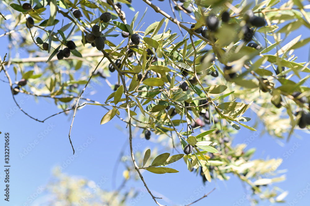 Olives on the branches in the garden. Sunlight through the leaves. Sunny Italian gardens. Selective focus in the frame. Against the background of blue sky. branches are out of focus. Copy space.