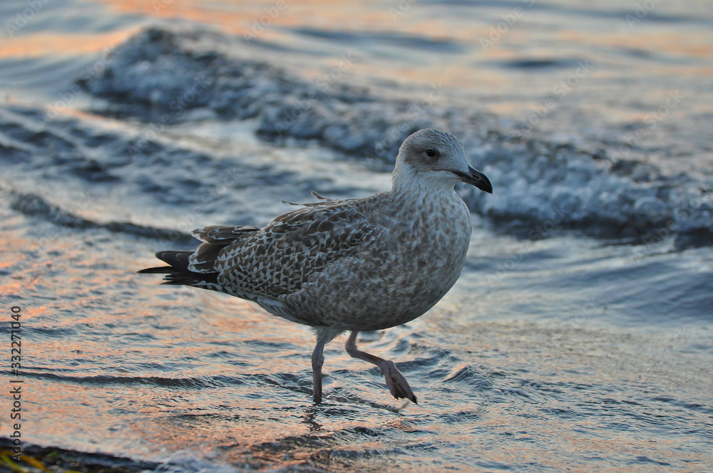 A seagull walking on the beach of Warnemünde, Rostock, at the Baltic sea, Germany A seagull walking on the beach of Warnemünde, Rostock, at the Baltic sea, Germany