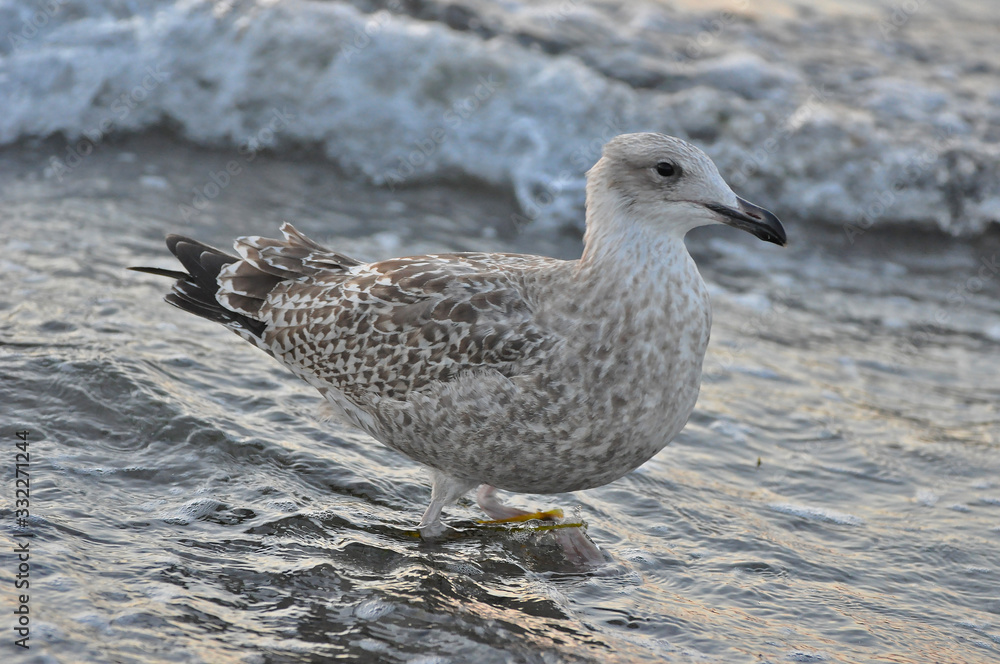 A seagull walking on the beach of Warnemünde, Rostock, at the Baltic sea, Germany A seagull walking on the beach of Warnemünde, Rostock, at the Baltic sea, Germany