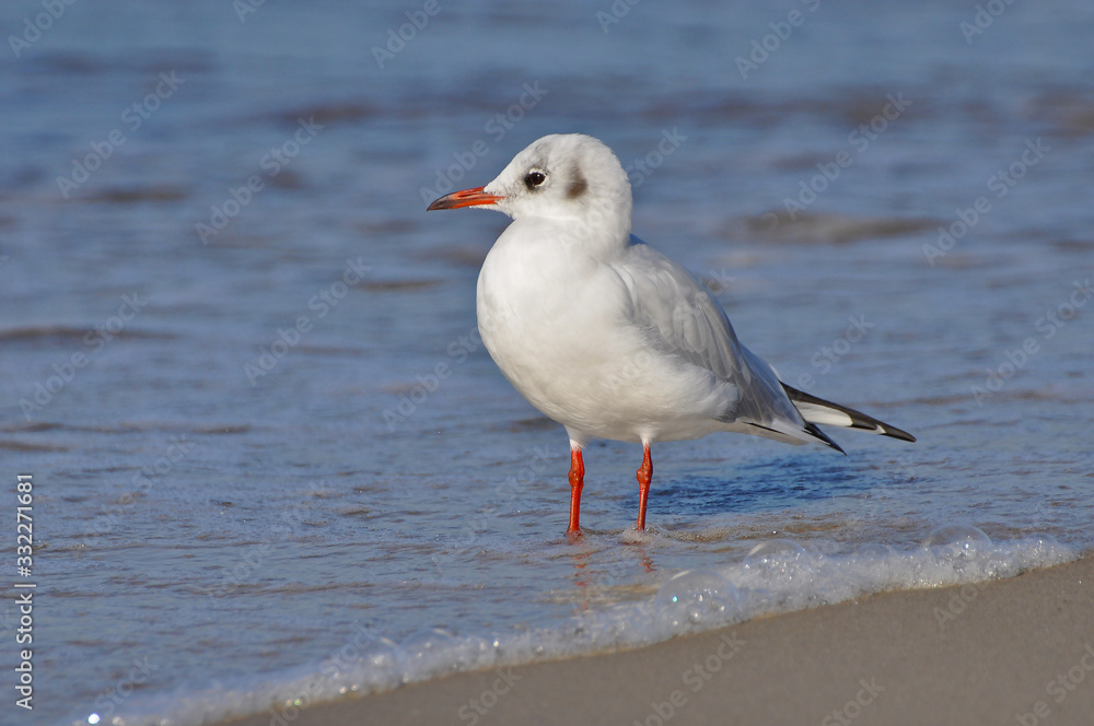 A seagull walking on the beach of Warnemünde, Rostock, at the Baltic sea, Germany 