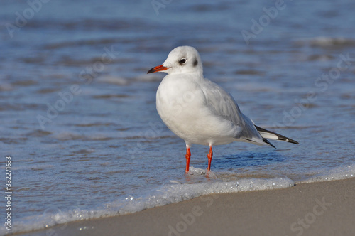 A seagull walking on the beach of Warnemünde, Rostock, at the Baltic sea, Germany 