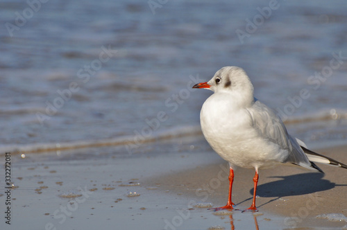 A seagull walking on the beach of Warnemünde, Rostock, at the Baltic sea, Germany 