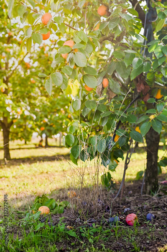 Persimmon trees with a lot of persimmons on tree branches and fallen on the ground. Garden with a crop. Copy space. Soft focus, sun glare in the frame.