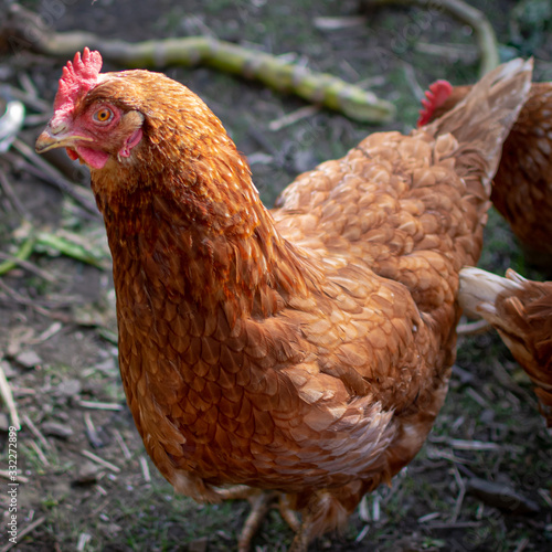 hen on a farm