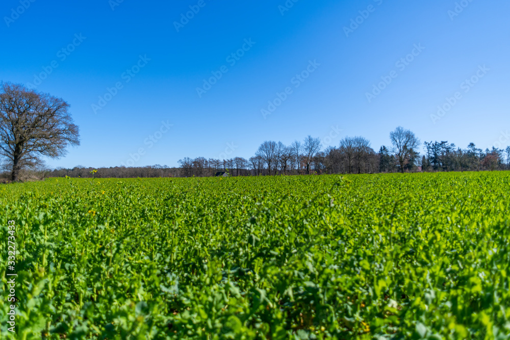 a wide shot of fields during a  bright cloudless day