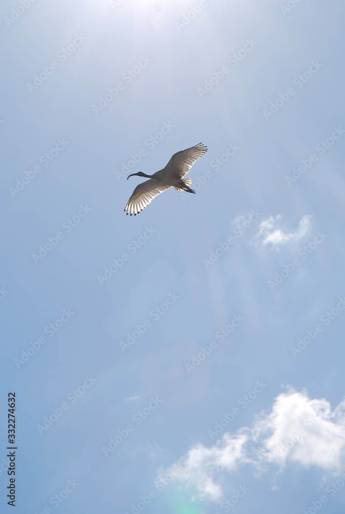 Frigatebirds are long-distance fliers and spend most of their life flying over the ocean with a gliding, rarely flapping flight. Frigatebirds are long-distance fliers and spend most of their life flying over the ocean with a gliding, rarely flapping flight.