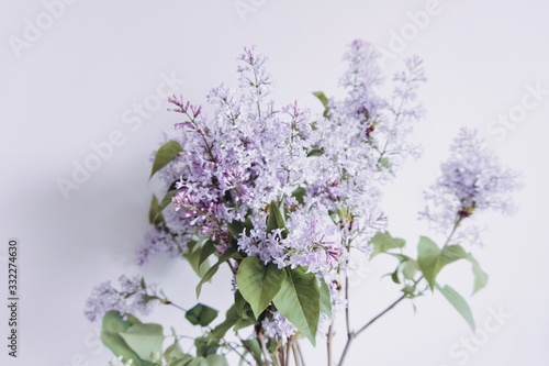 bouquet of lilac on white background