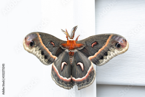 Cecropia Moth