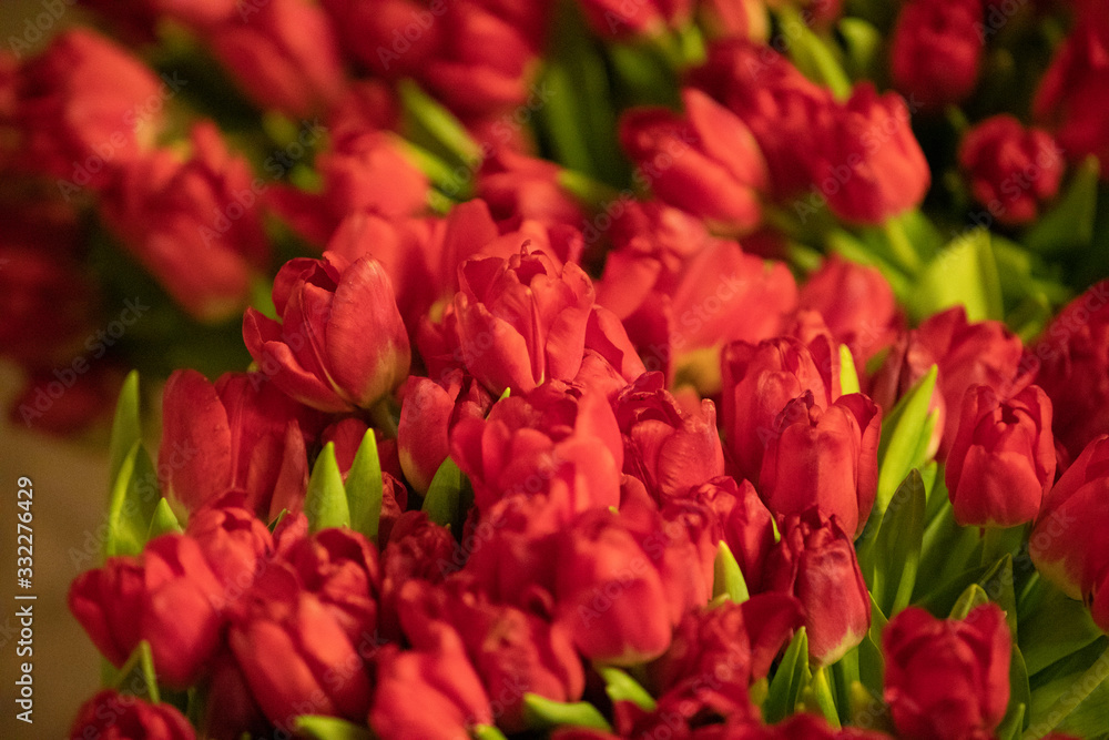 Fresh and nature a group of colorful tulip 