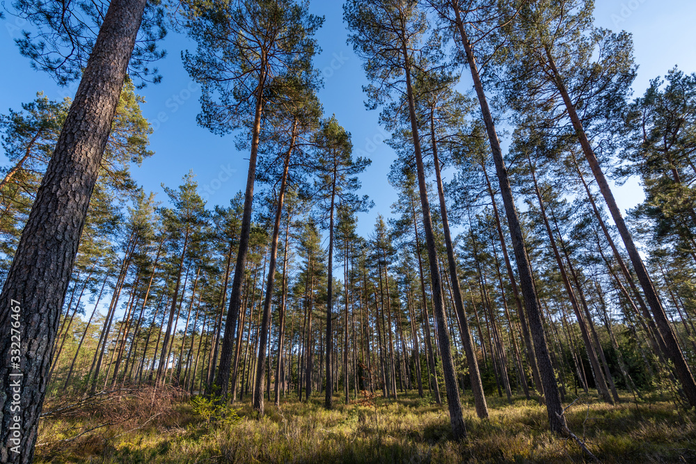 Forest with lots of oak trees during sunset Forest with lots of oak trees during sunset