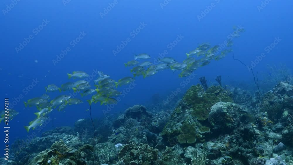 School of Schoolmaster Snapper in turquoise water of coral reef in Caribbean Sea / Curacao School of Schoolmaster Snapper in turquoise water of coral reef in Caribbean Sea / Curacao
