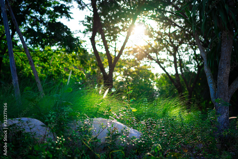 Spring white grass flower nature in the morning with sunlight Spring white grass flower nature in the morning with sunlight
