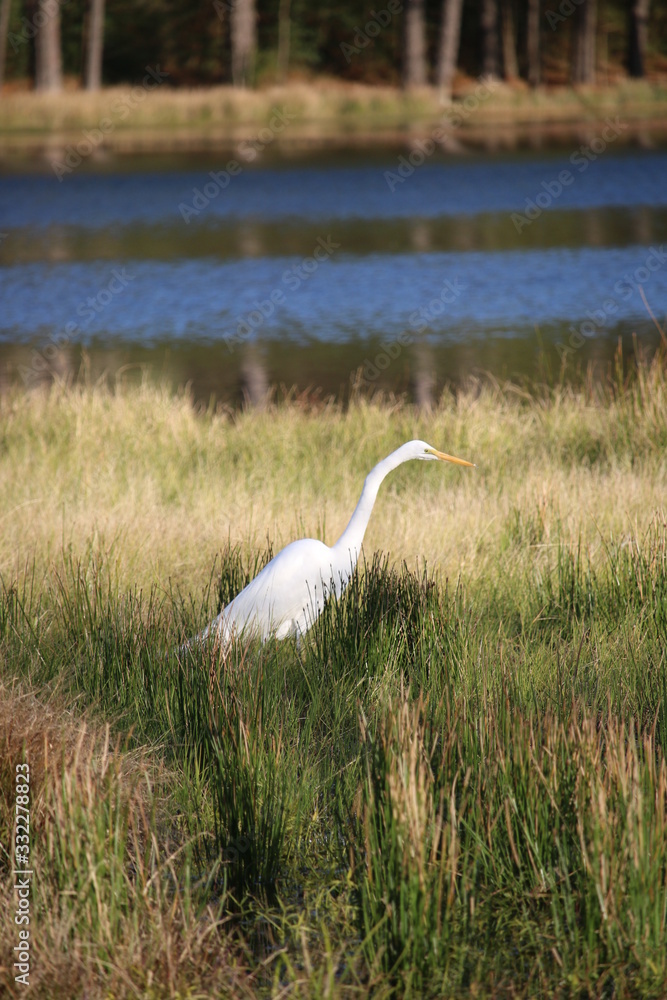 Fototapeta premium Great Egret in Water