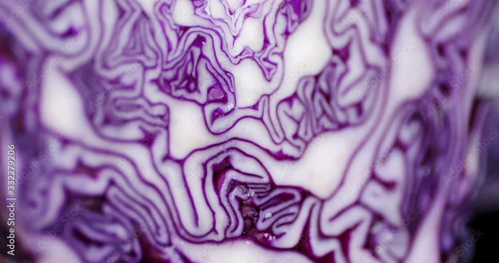 Fresh red cabbage with water drops. Fresh red cabbage with water drops.