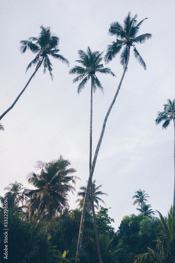 Fototapeta premium Relaxed Palm trees in Kabalana/Sri Lanka