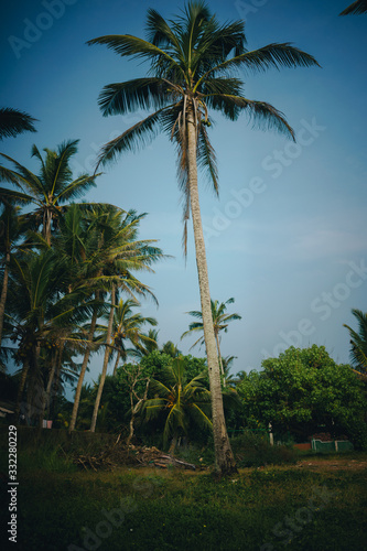 Single palm tree in Kabalana