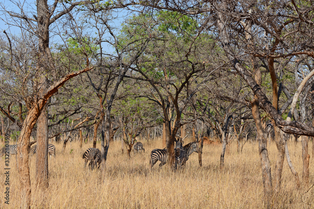 Zebras, grazing, at the conservation park of Lilayi Lodge, not far from  Lusaka, in Zambia. Stock Photo | Adobe Stock