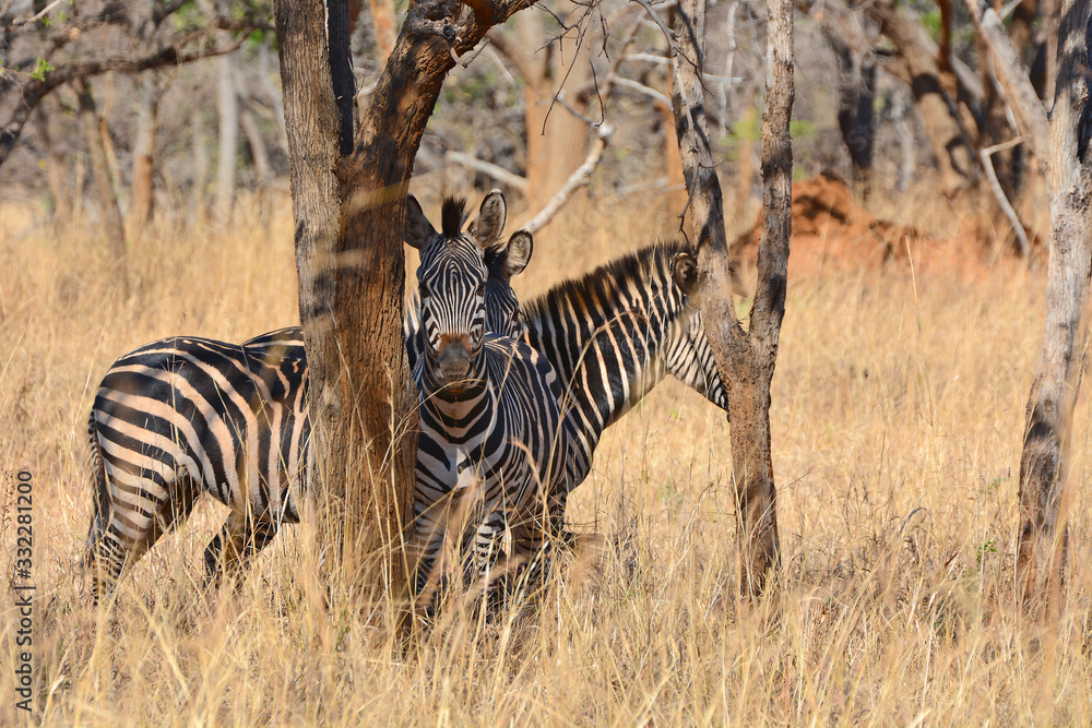 Obraz premium Zebras, grazing, at the conservation park of Lilayi Lodge, not far from Lusaka, in Zambia. 