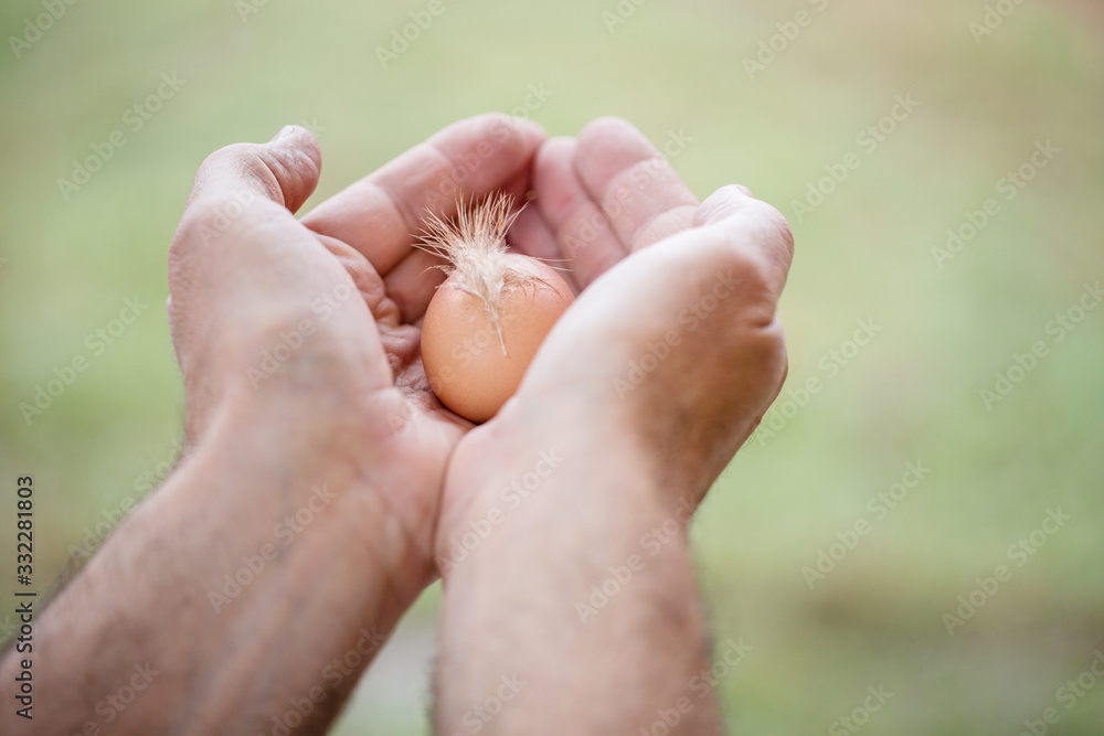 Male hands hold fresh egg on a green background.