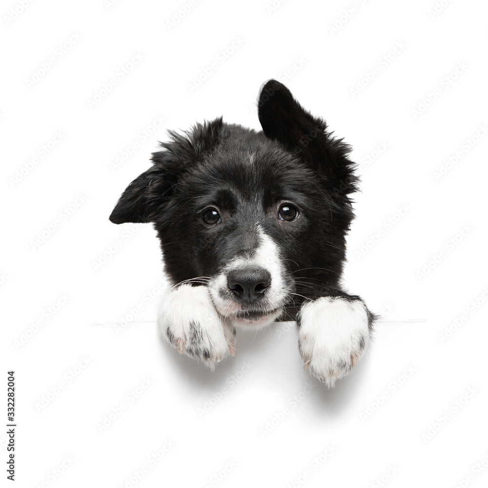 funny little black and white border collie puppy isolated on background holding paws plate, closeup of the muzzle and paws