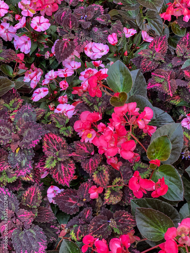 Image of Summer Garden Patch