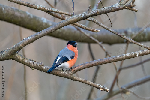 Eurasian Bullfinch (Pyrrhula pyrrhula) on the tree © Alexey Seafarer