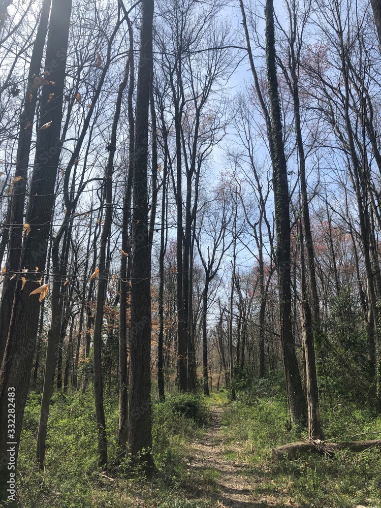 trees in forest