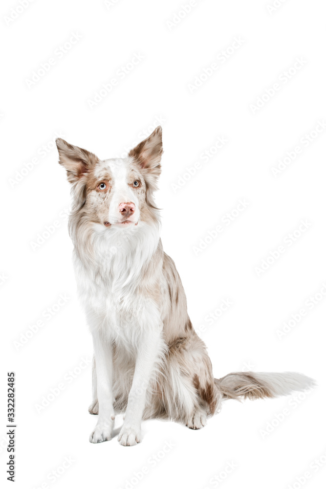 Portrait of a beautiful dog sitting and looking. Border Collie. Background is isolated. Portrait of a beautiful dog sitting and looking. Border Collie. Background is isolated.