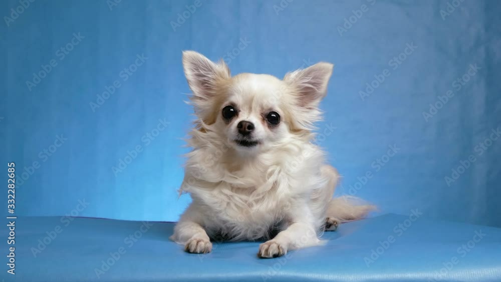 beautiful cute fluffy white Chihuahua dog posing on blue background beautiful cute fluffy white Chihuahua dog posing on blue background